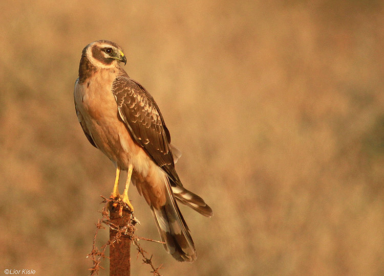        Palid Harrier Circus macrourus  Beit Shean valley 22-12-10  Lior Kislev                         